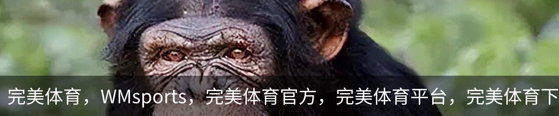 完美体育，WMsports，完美体育官方，完美体育平台，完美体育下载品牌故事